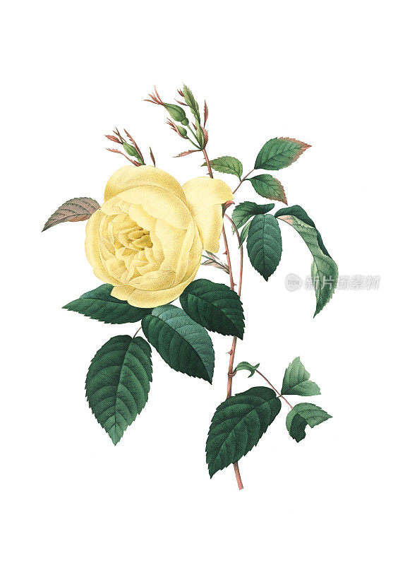 黄玫瑰| Redoute花卉插图